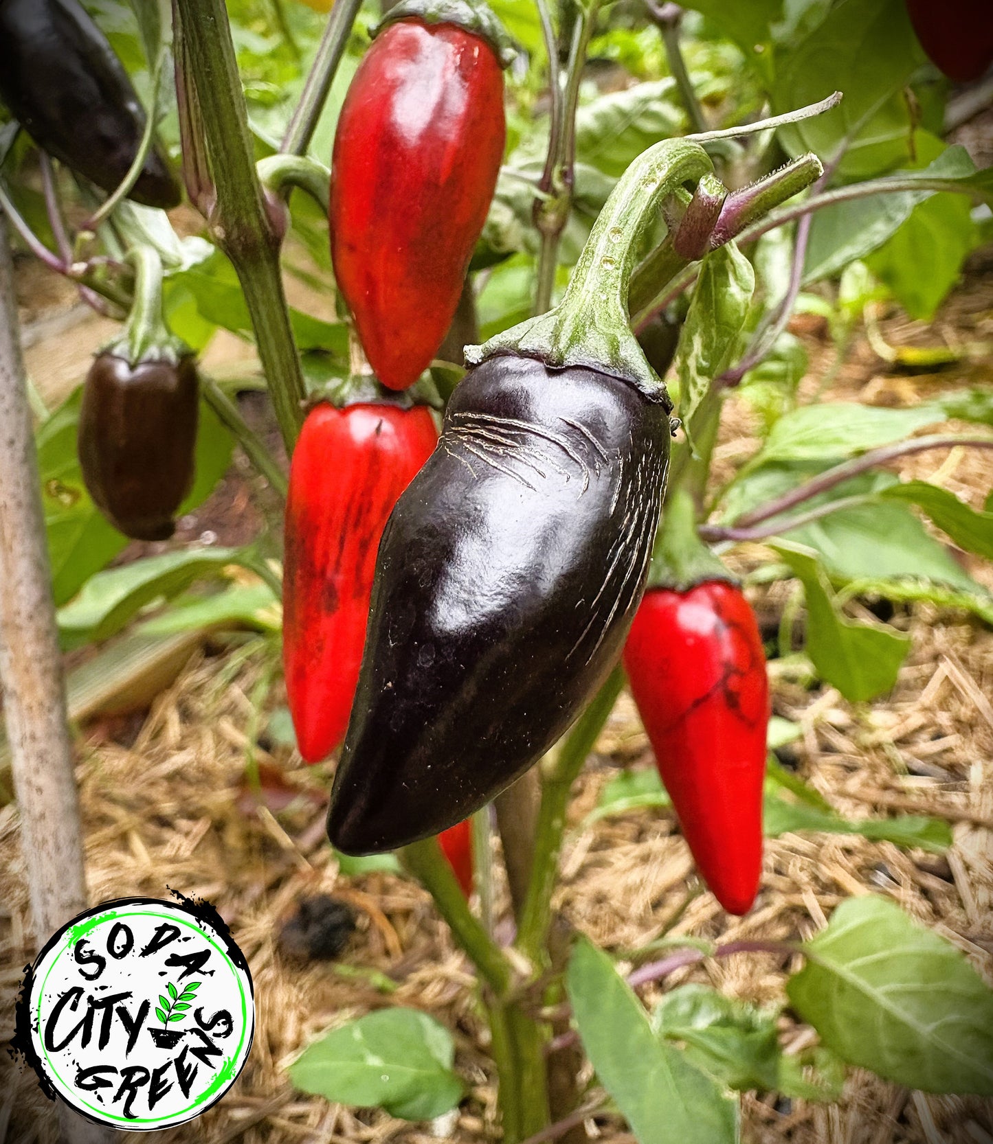 Purple Cacho x Mattapeno Variegated Pepper Seeds