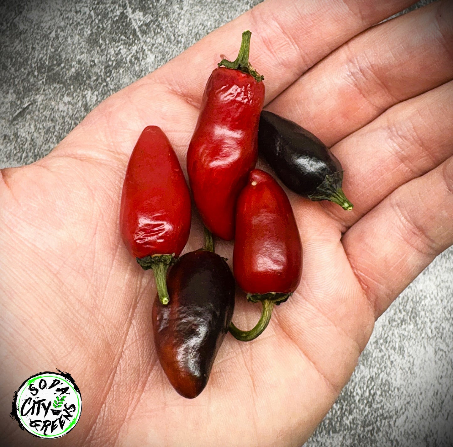 Purple Cacho x Mattapeno Variegated Pepper Seeds
