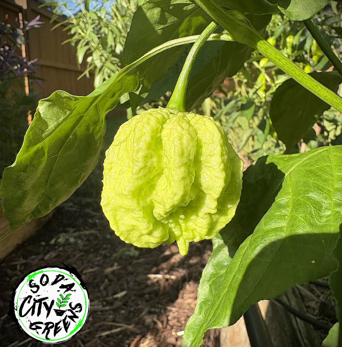 Miasma Peach Pepper Seeds