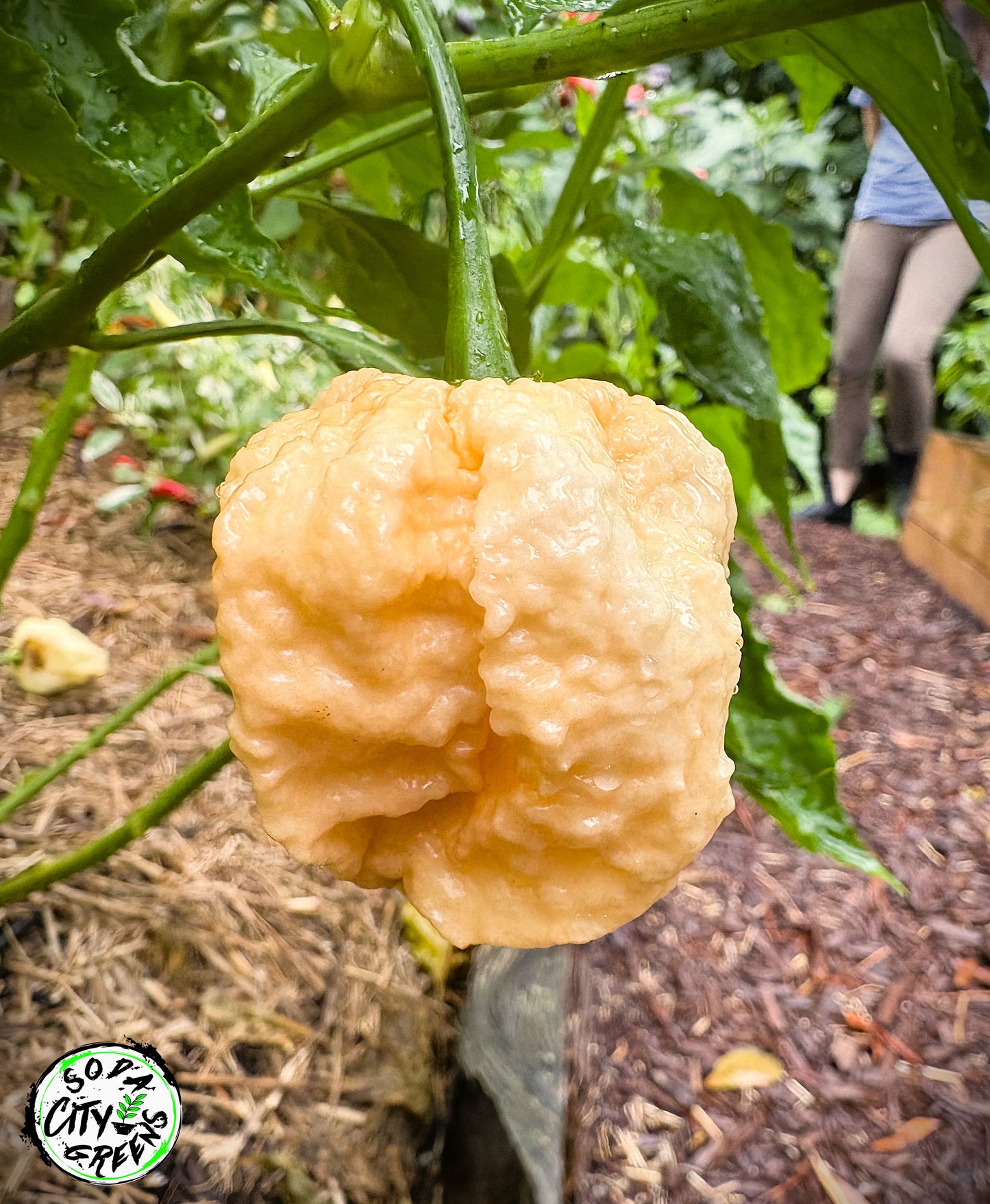 Miasma Peach Pepper Seeds