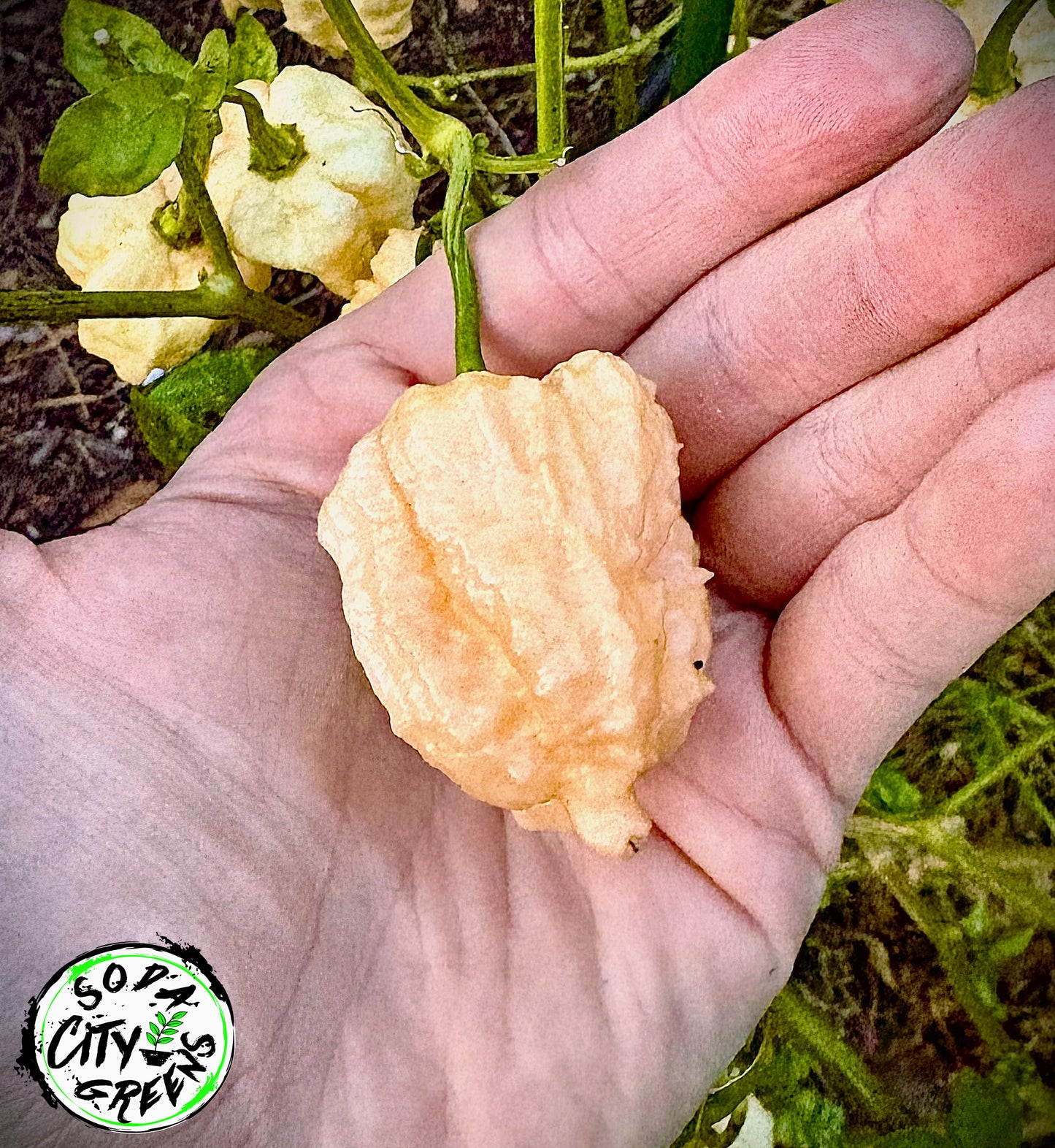 Miasma Peach Pepper Seeds