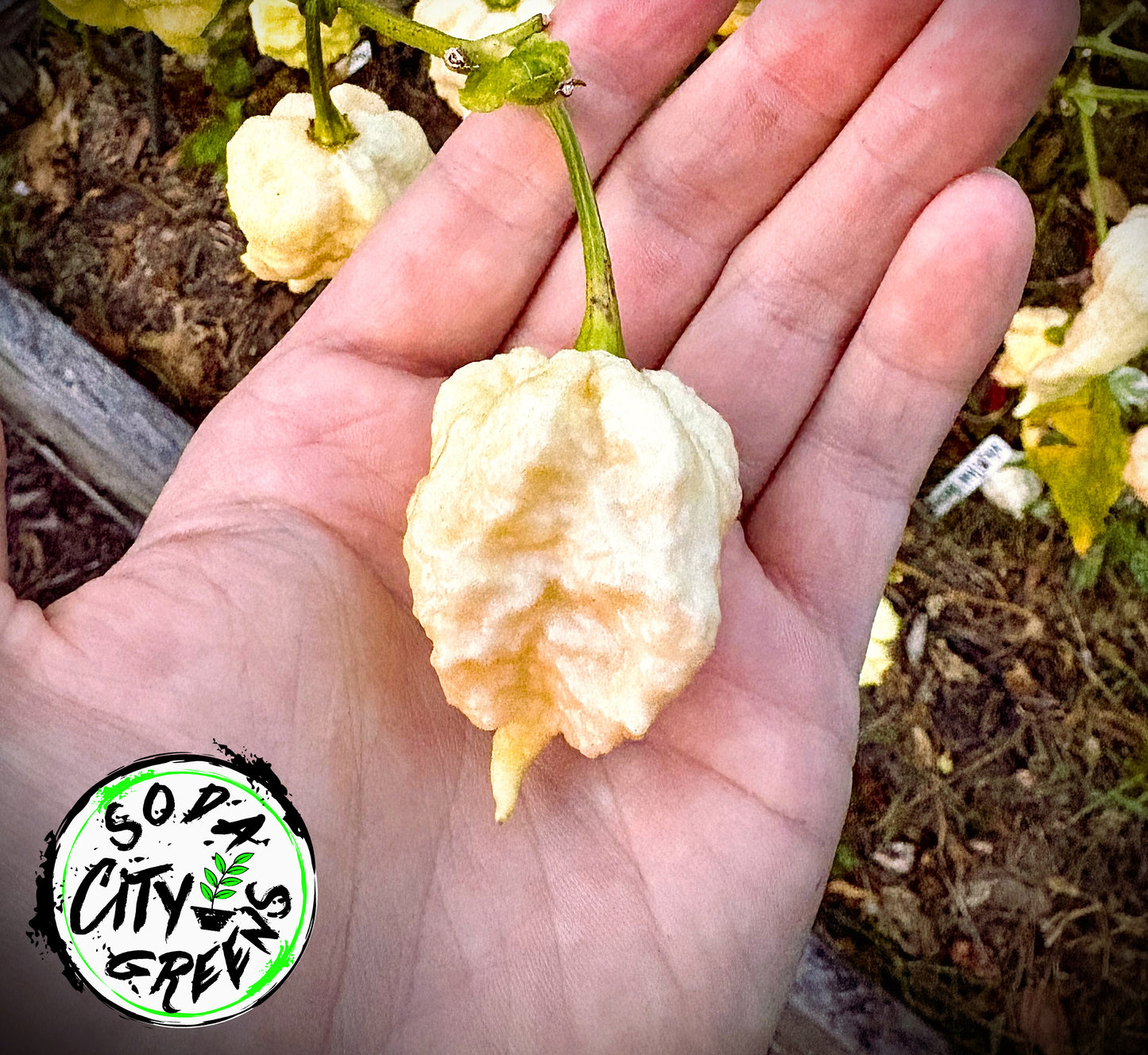 Miasma Peach Pepper Seeds