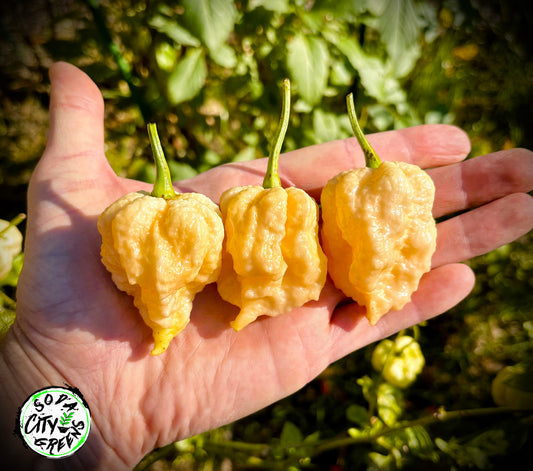 Miasma Peach Pepper Seeds