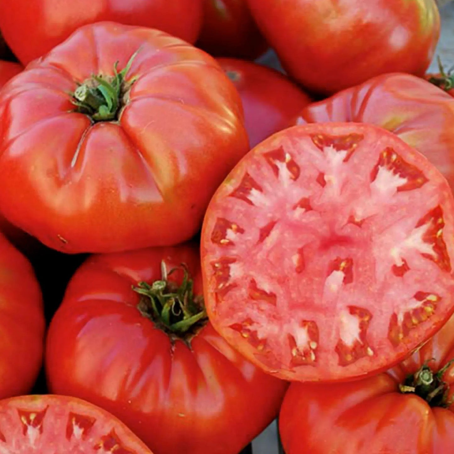 Mortgage Lifter Tomato Seeds