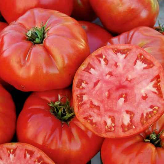 Mortgage Lifter Tomato Seeds