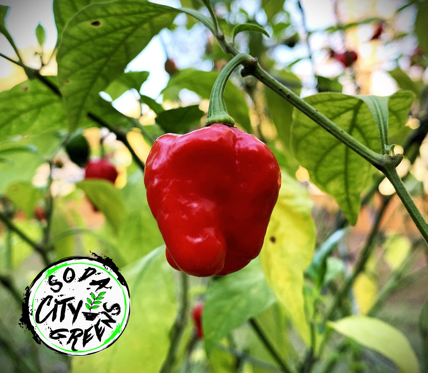 Sweet Moruga Scorpion Pepper Seeds