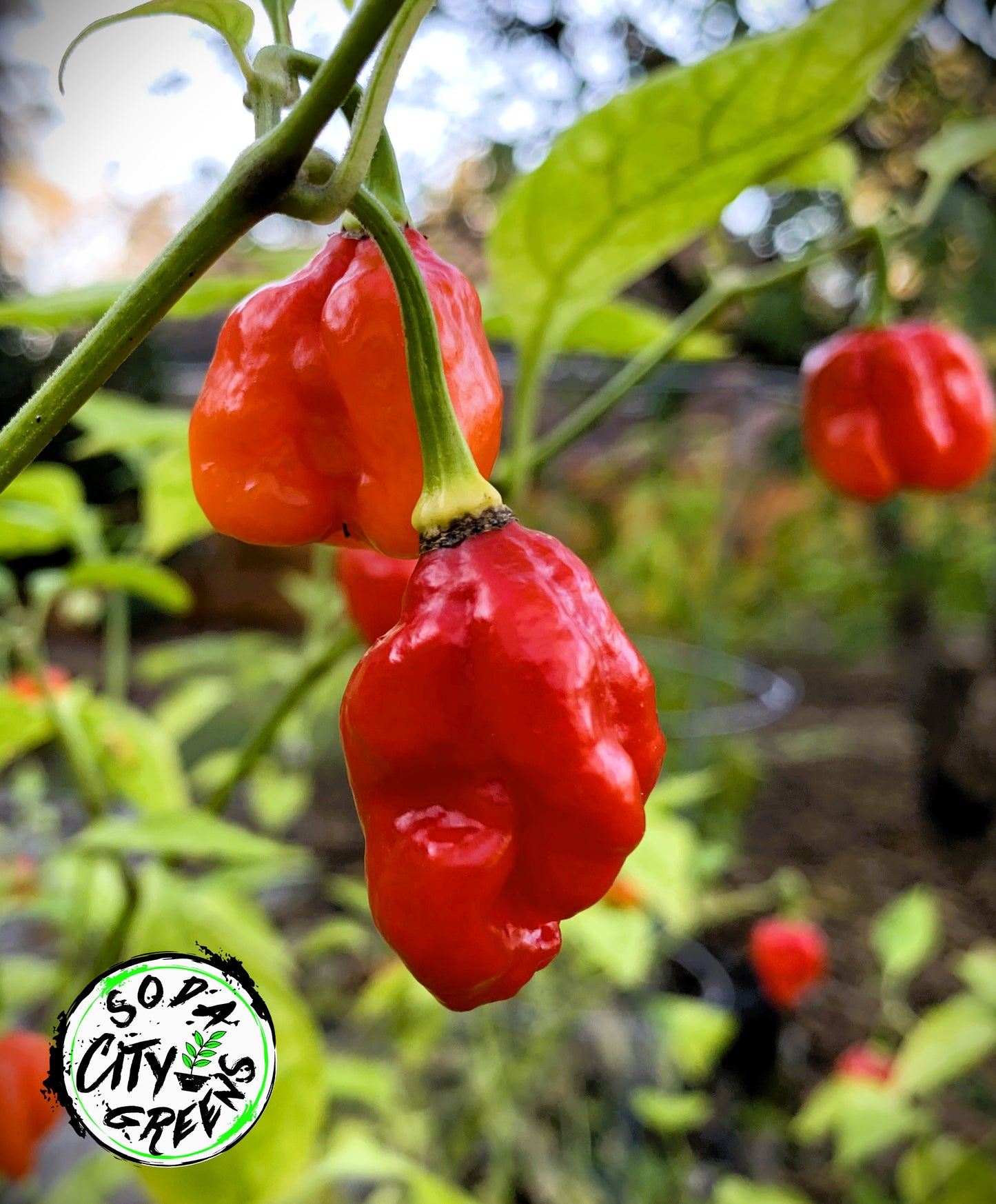 Sweet Moruga Scorpion Pepper Seeds