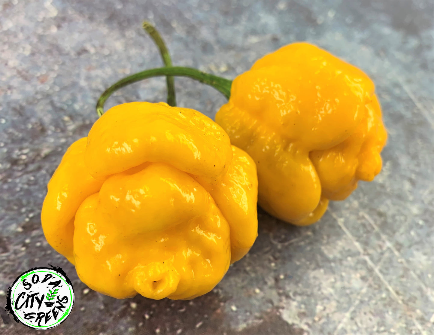 Yellow Moruga Scorpion Pepper Seeds