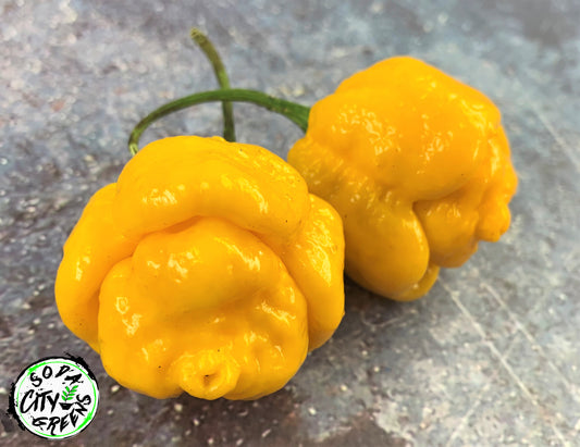 Yellow Moruga Scorpion Pepper Seeds