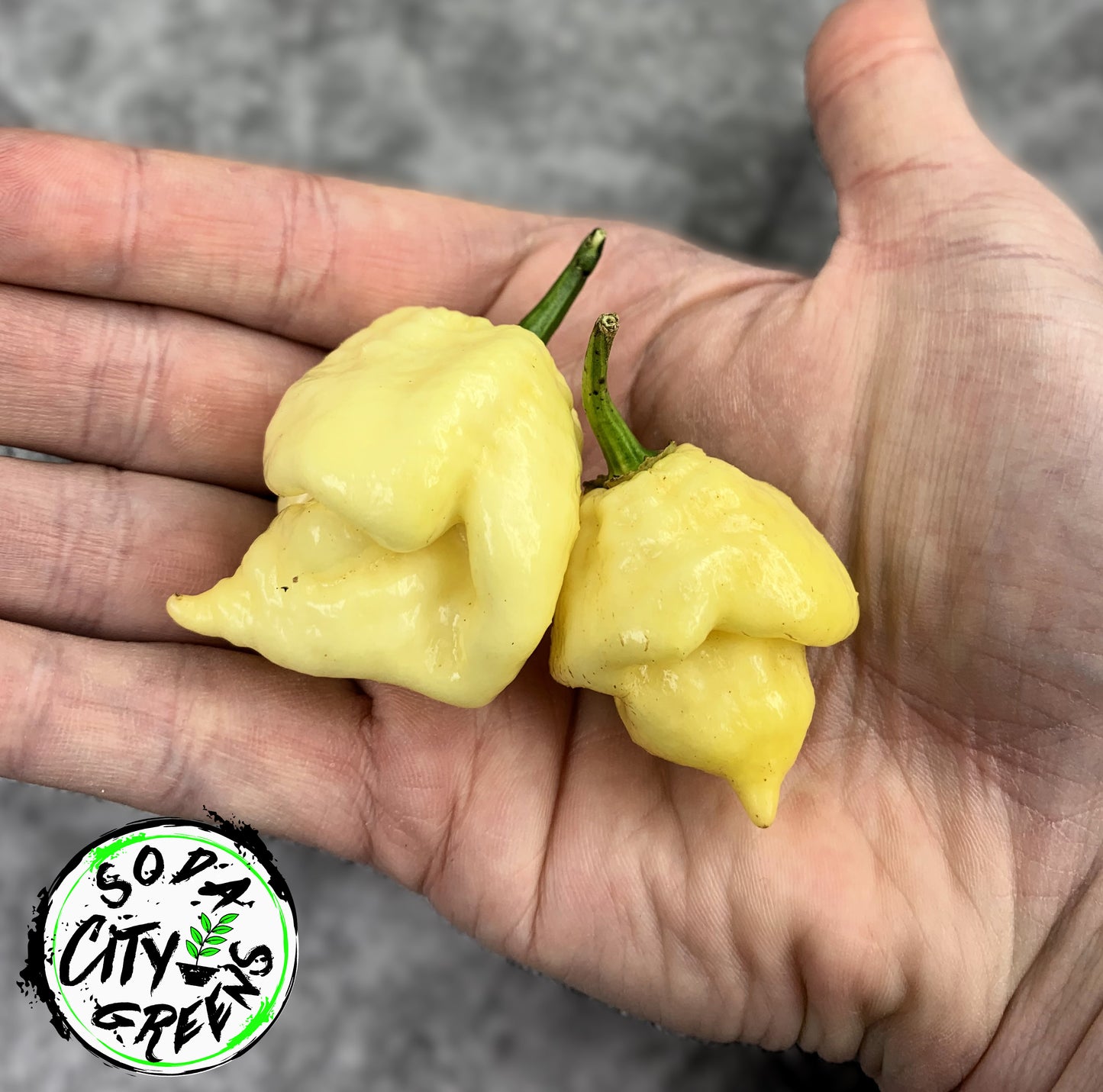 White Moruga Scorpion Pepper Seeds
