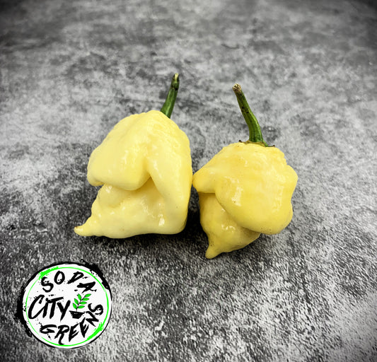 White Moruga Scorpion Pepper Seeds