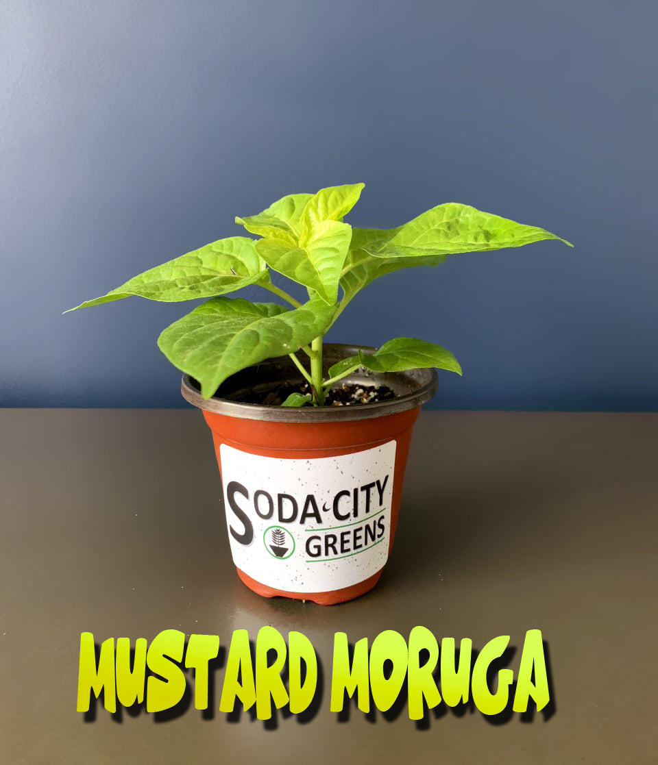 Mustard Moruga Scorpion Pepper Seeds