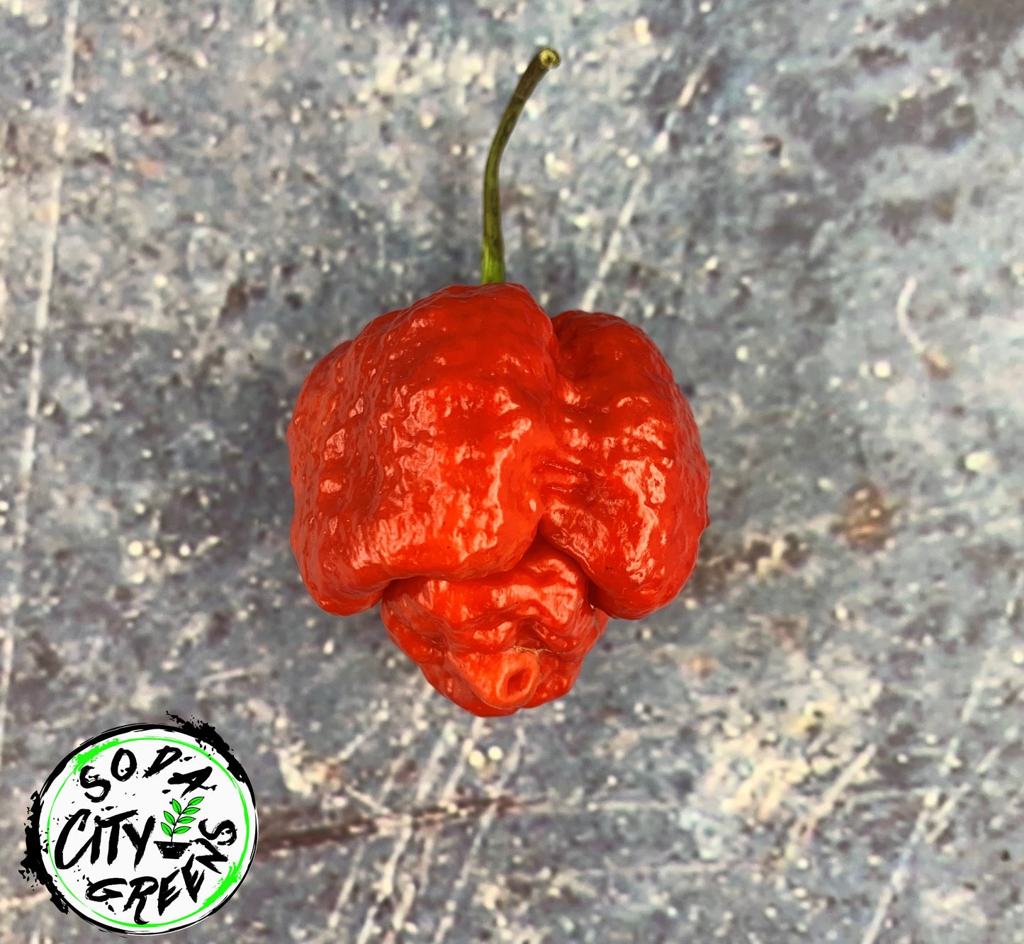Red Moruga Scorpion Pepper Seeds