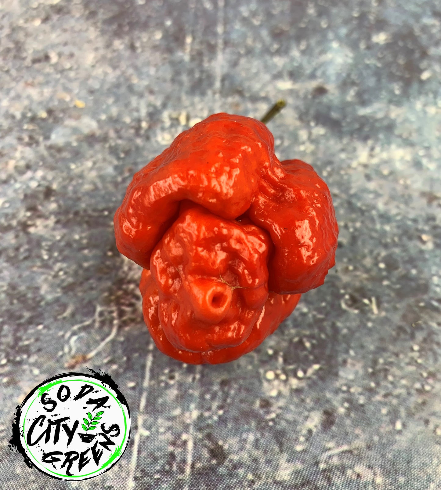 Red Moruga Scorpion Pepper Seeds