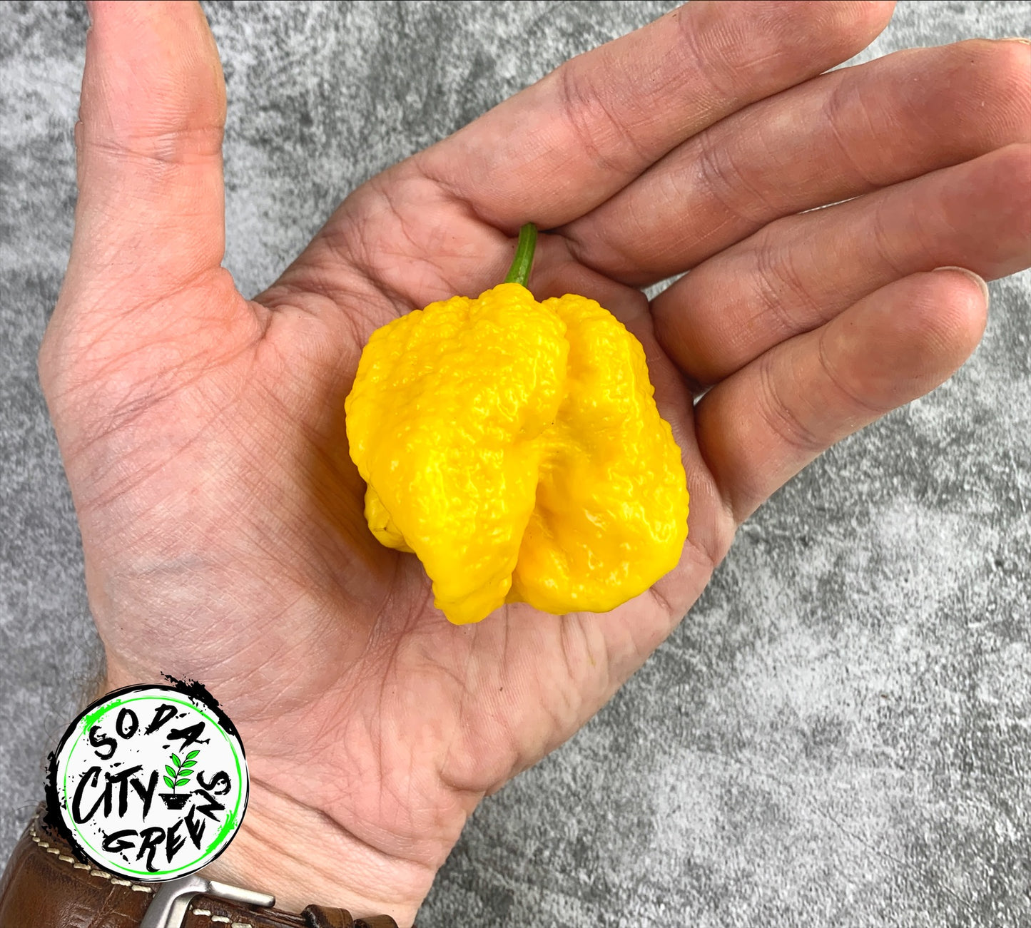 Yellow Moruga Scorpion Pepper Seeds
