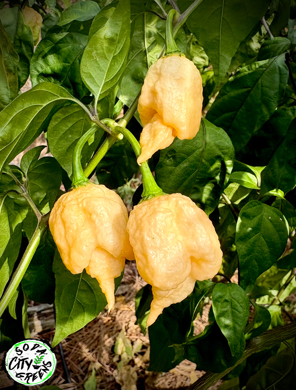 Mustard Gone Peachy Pepper Seeds