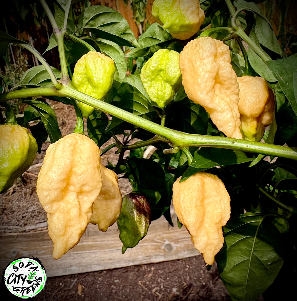 Mustard Gone Peachy Pepper Seeds