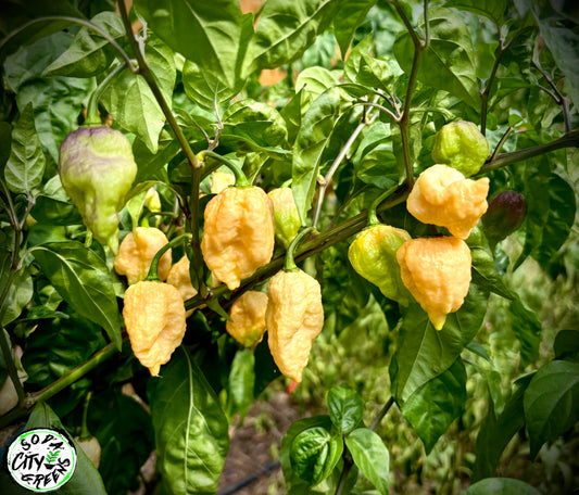 Peach From Mustardgum Pepper Seeds