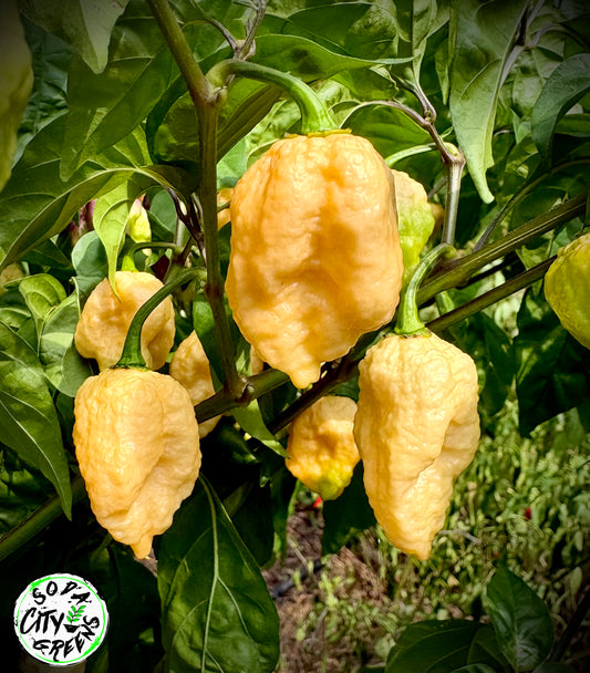 Mustard Gone Peachy Pepper Seeds
