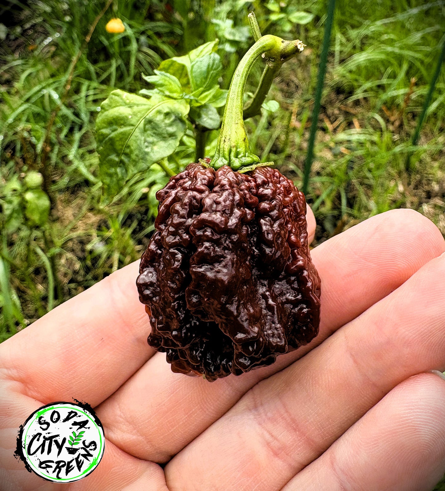 Chocolate Pepper Seed Variety Pack (You choose!)