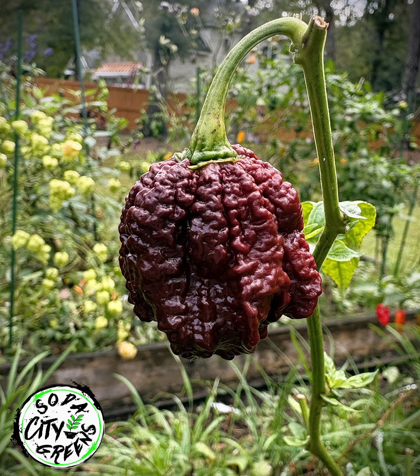 Naglah Beast Caramel Pepper Seeds