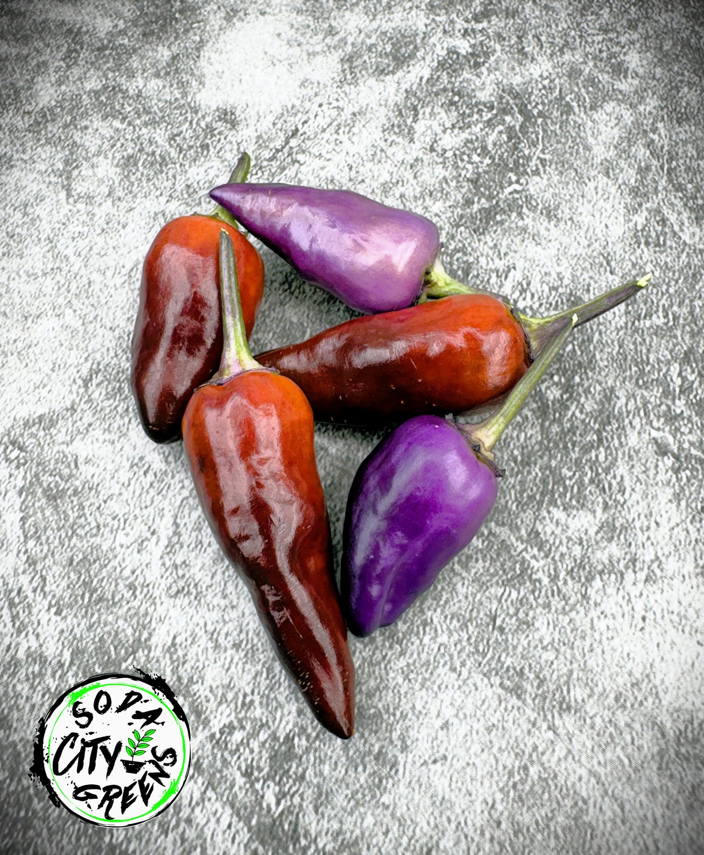 Orange Fish x Blue Christmas Variegated Pepper Seeds