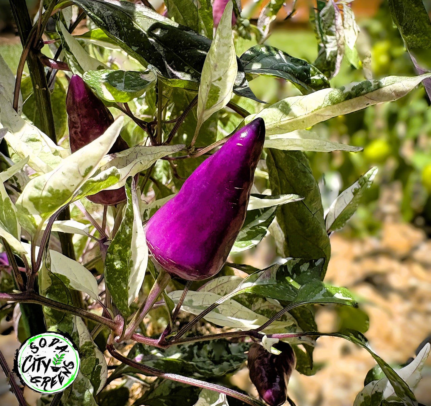 Orange Fish x Blue Christmas Variegated Pepper Seeds