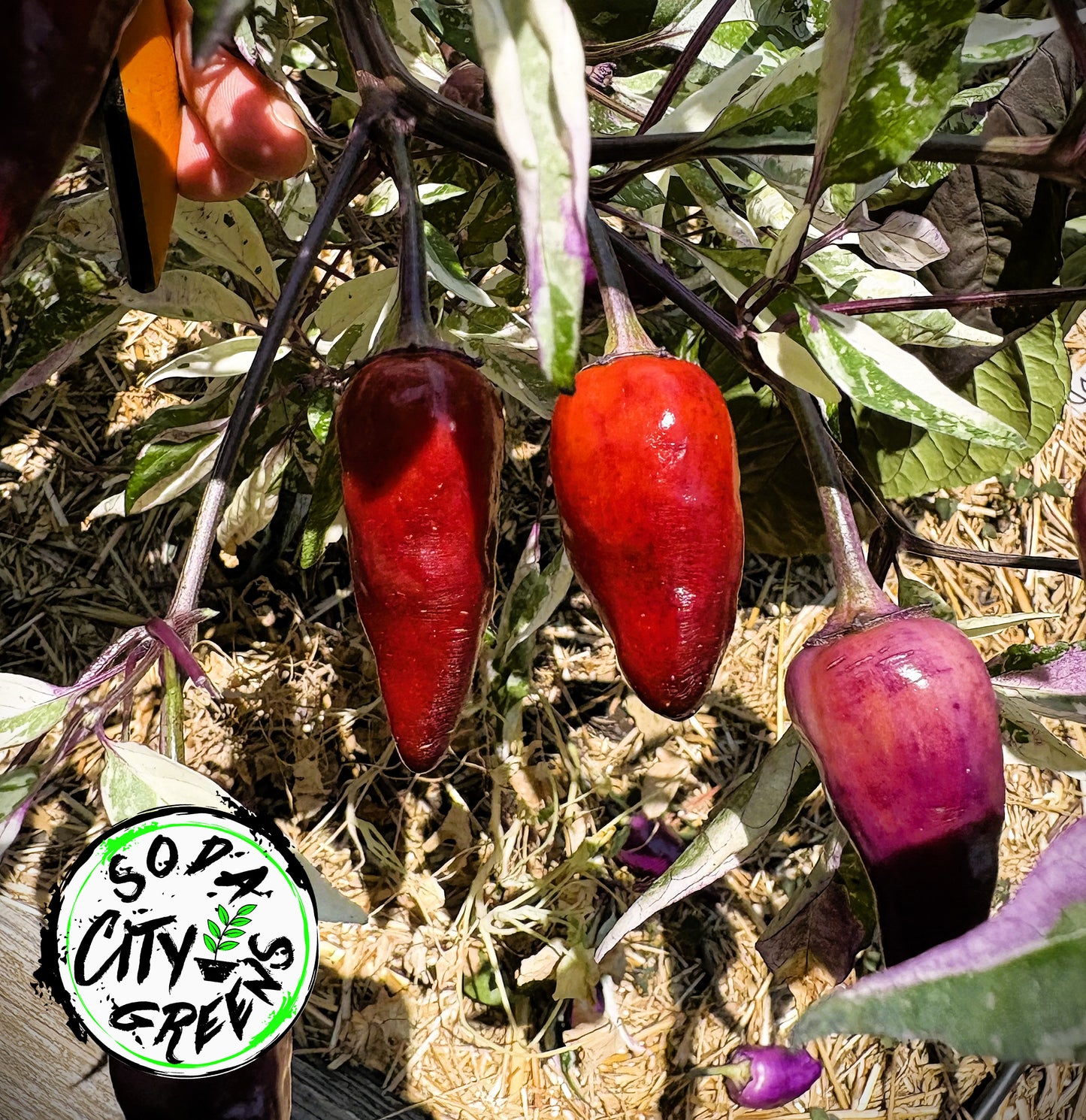 Orange Fish x Blue Christmas Variegated Pepper Seeds