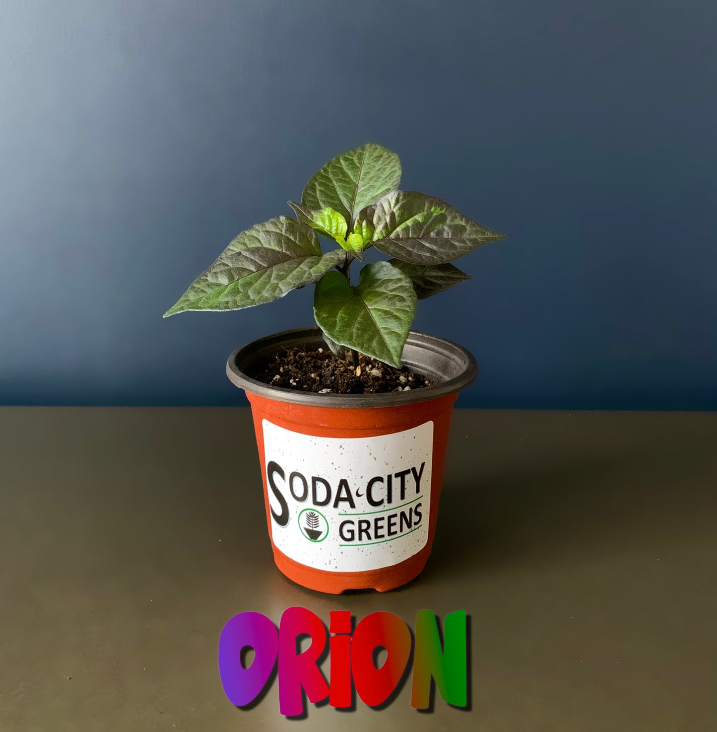 Orion Pepper Seeds