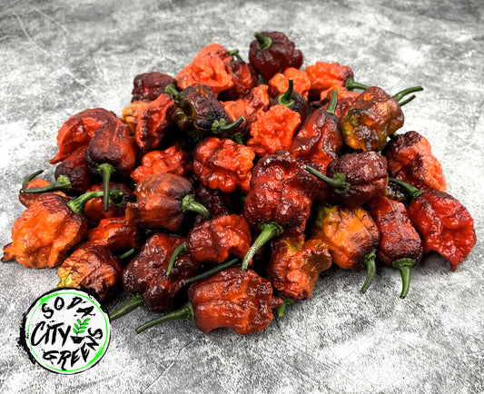 Orion Pepper Seeds