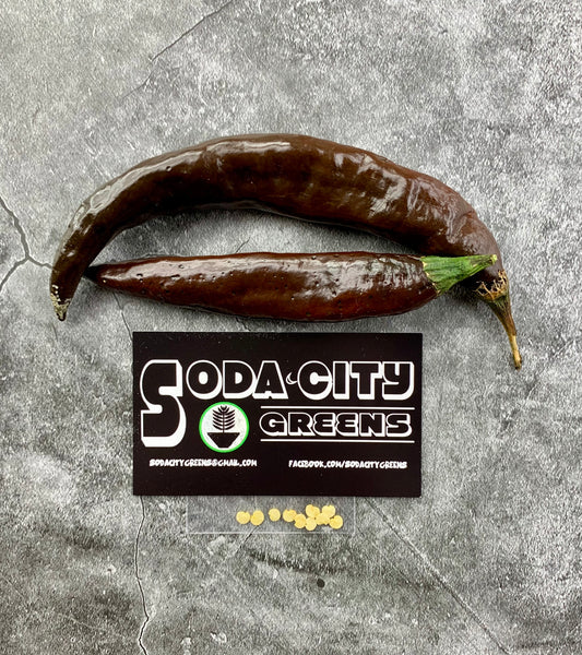 Pasilla Bajio (Mexican Mole) Pepper Seeds