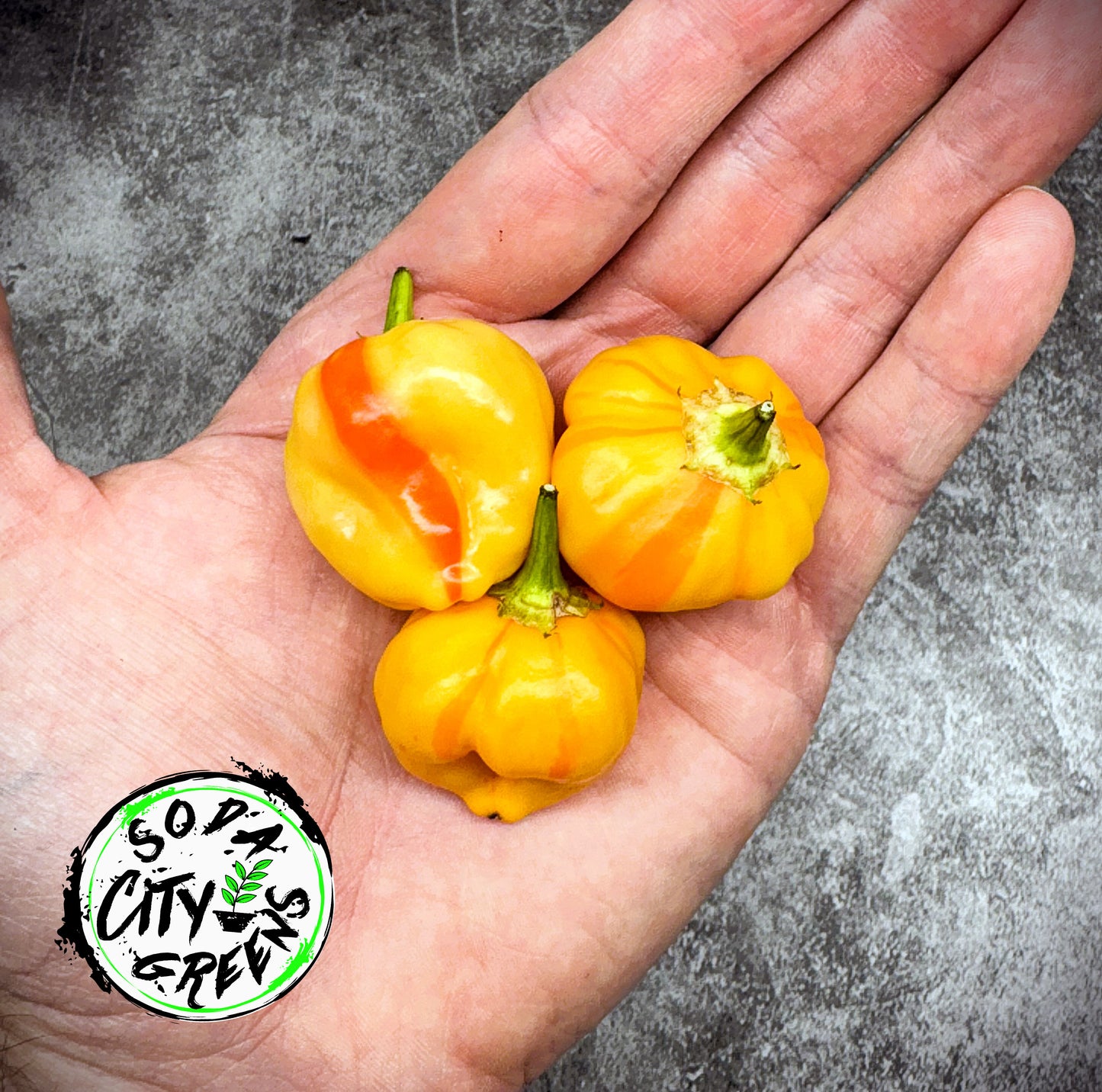 Peppapeach Stripey Pepper Seeds