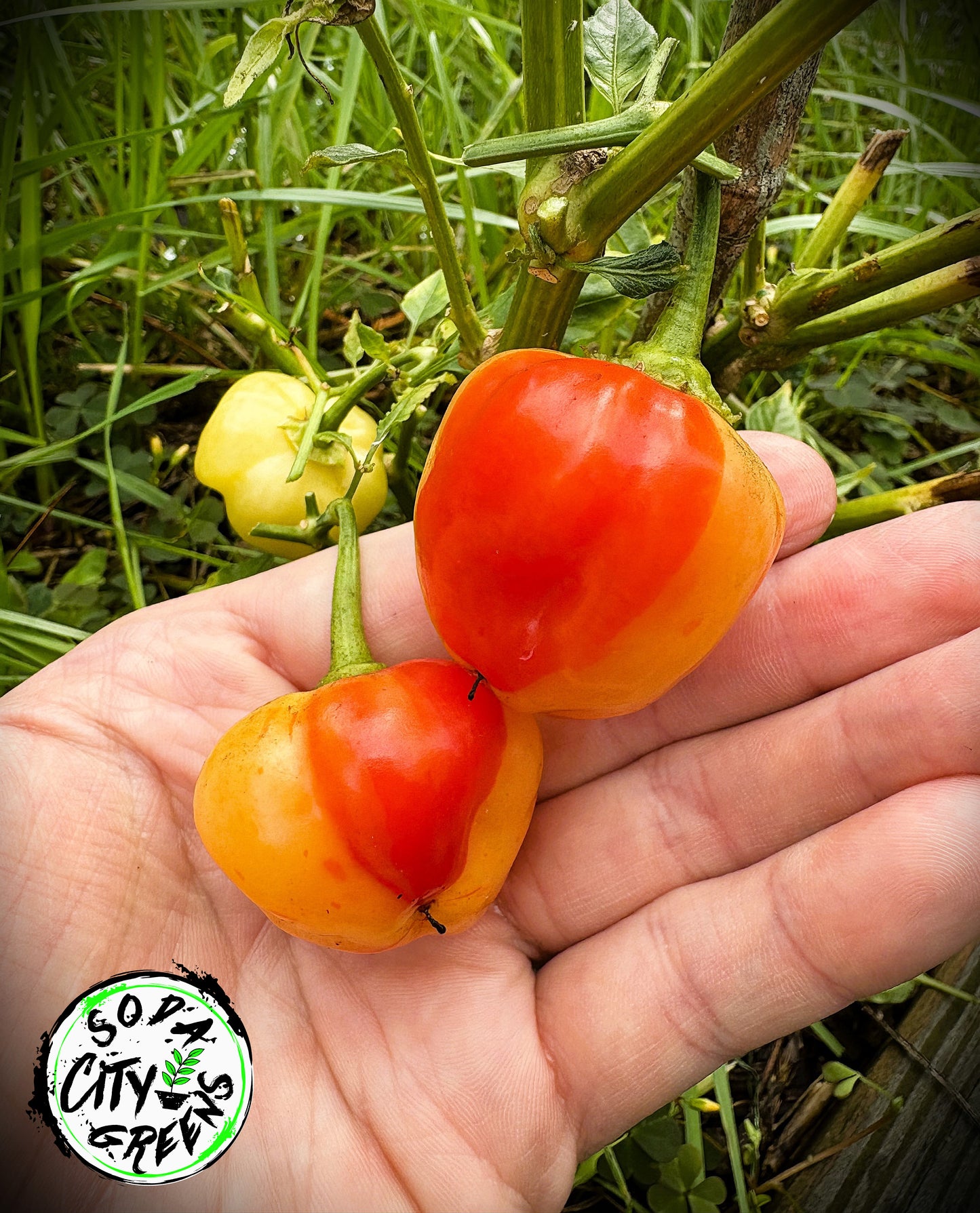 Sweet Heat Pepper Seed Variety Pack (You choose!)