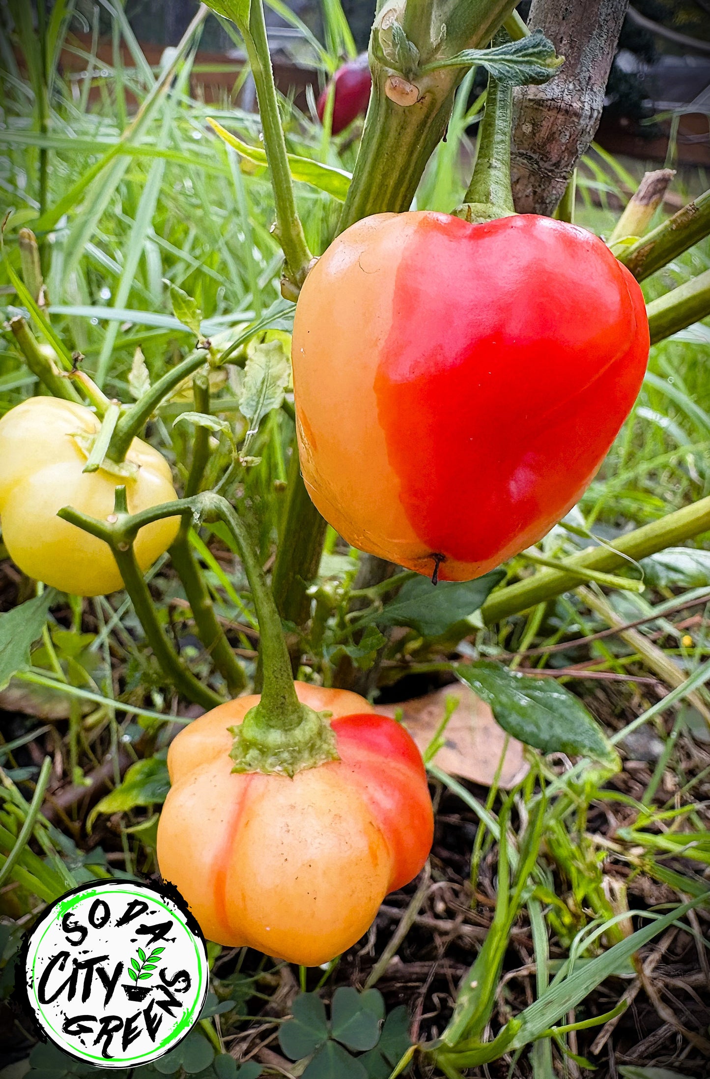 Peppapeach Stripey Pepper Seeds
