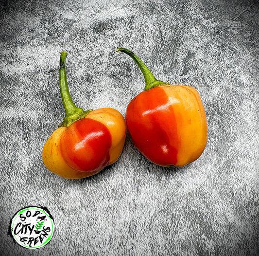 Peppapeach Stripey Pepper Seeds