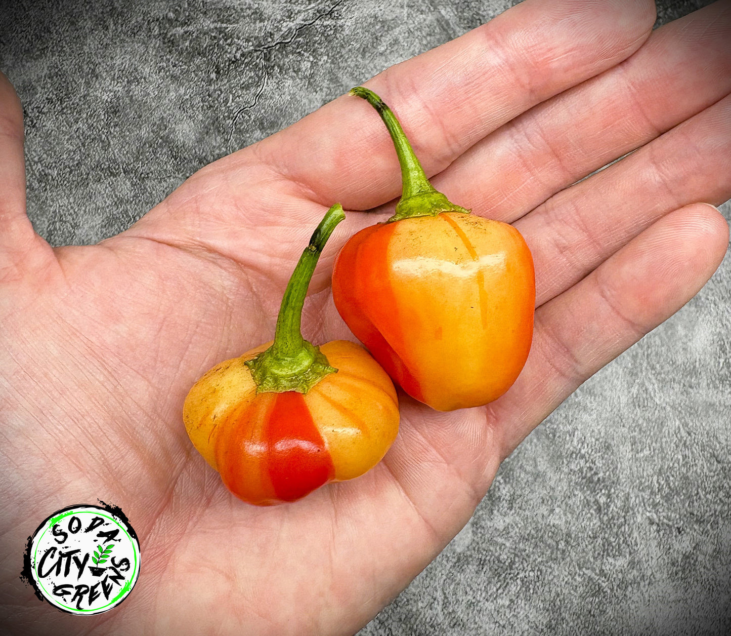 Peppapeach Stripey Pepper Seeds