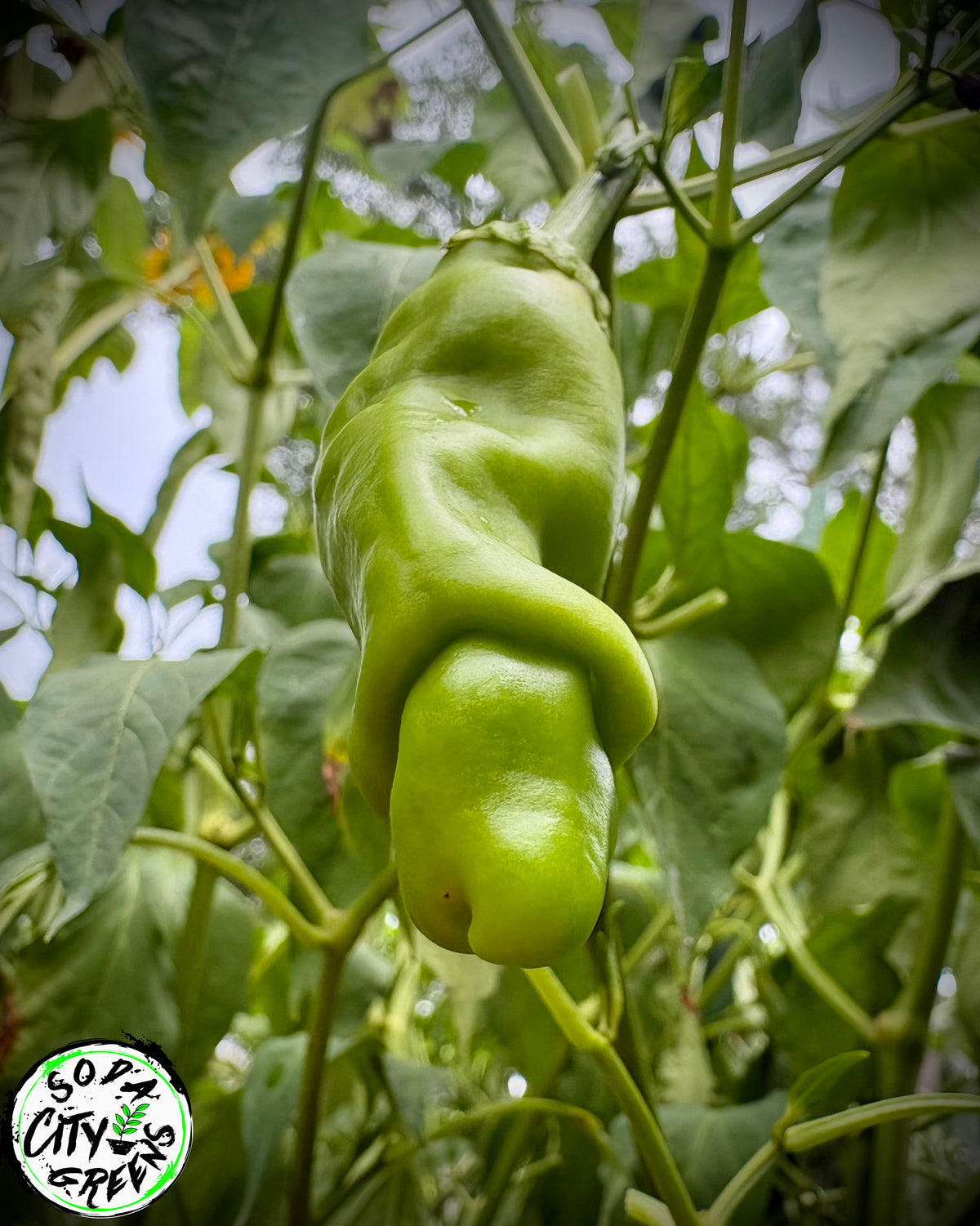Peter (P***S) XXX Rated Pepper Seeds