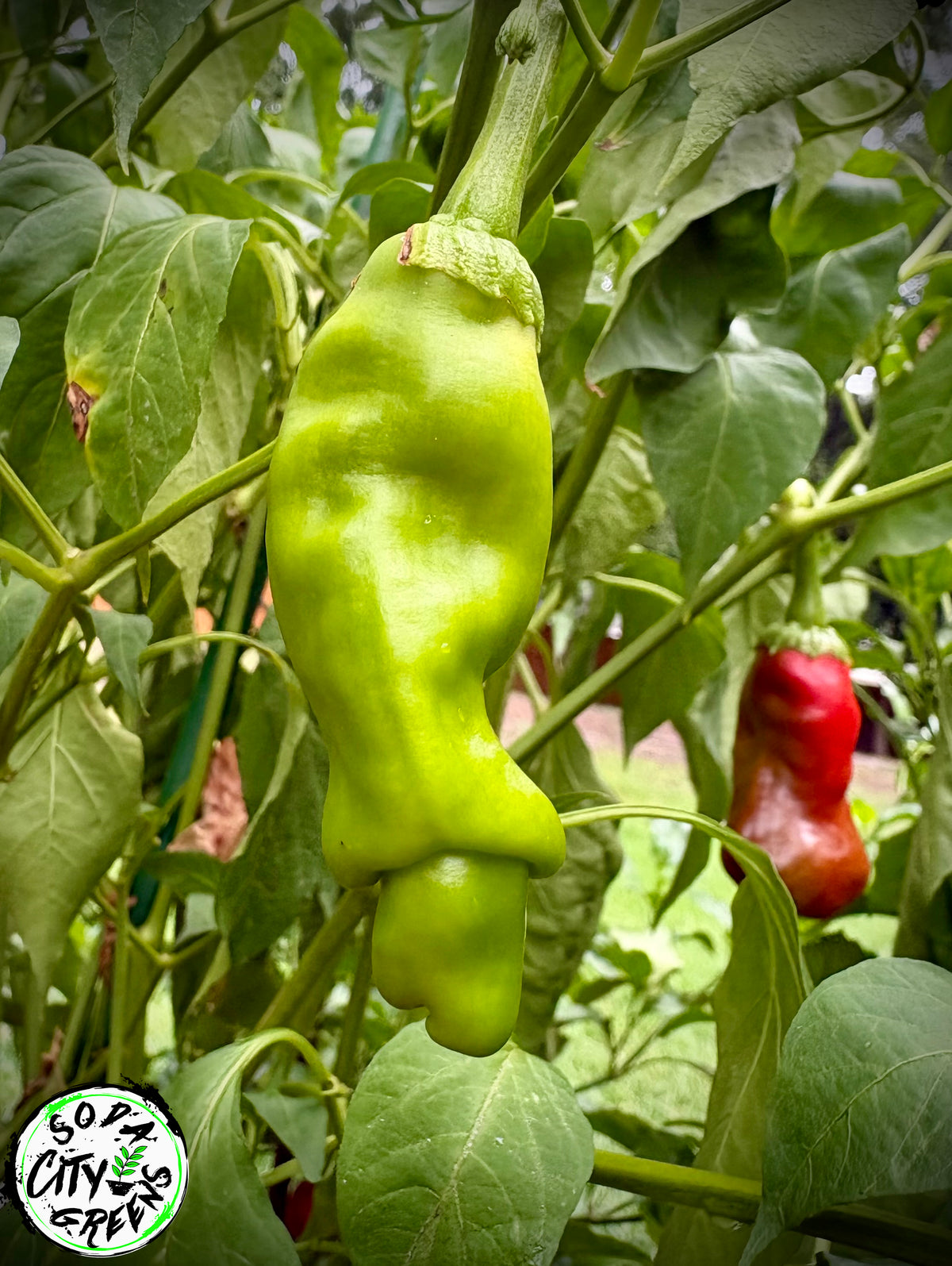 Peter (P***S) XXX Rated Pepper Seeds