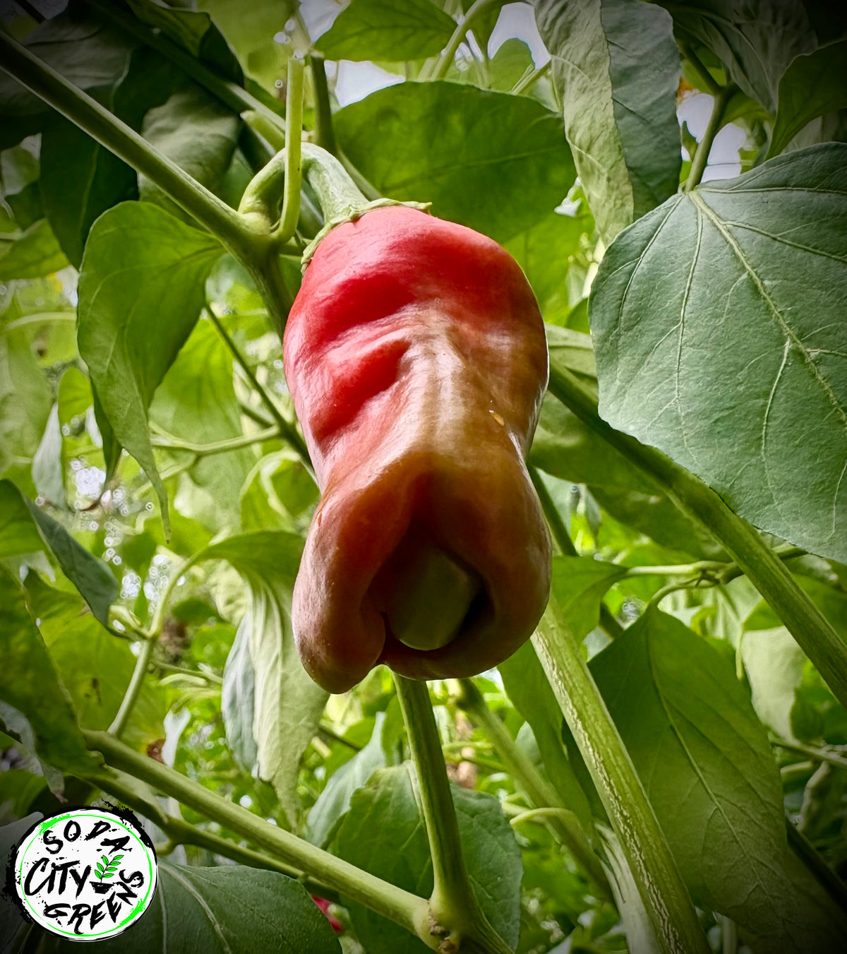 Peter (P***S) XXX Rated Pepper Seeds