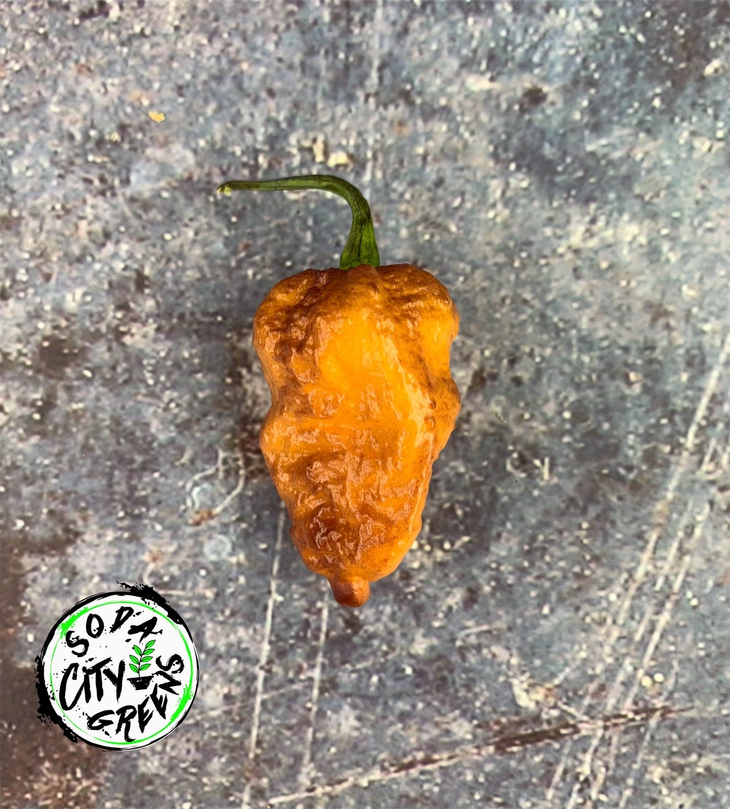 Pink Tiger Pepper Seeds
