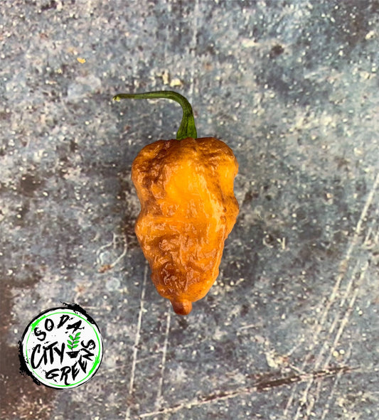 Pink Tiger Pepper Seeds