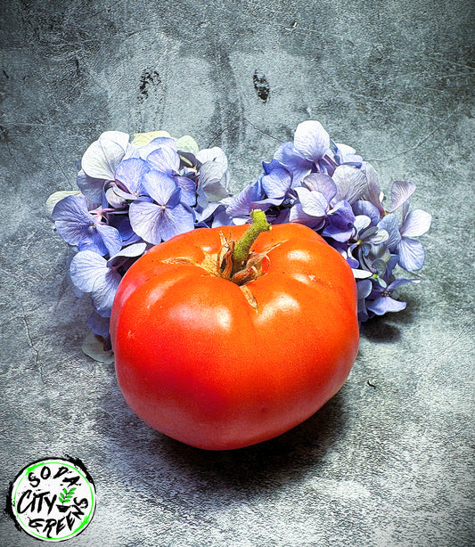 Giant Pink Belgium Tomato Seeds