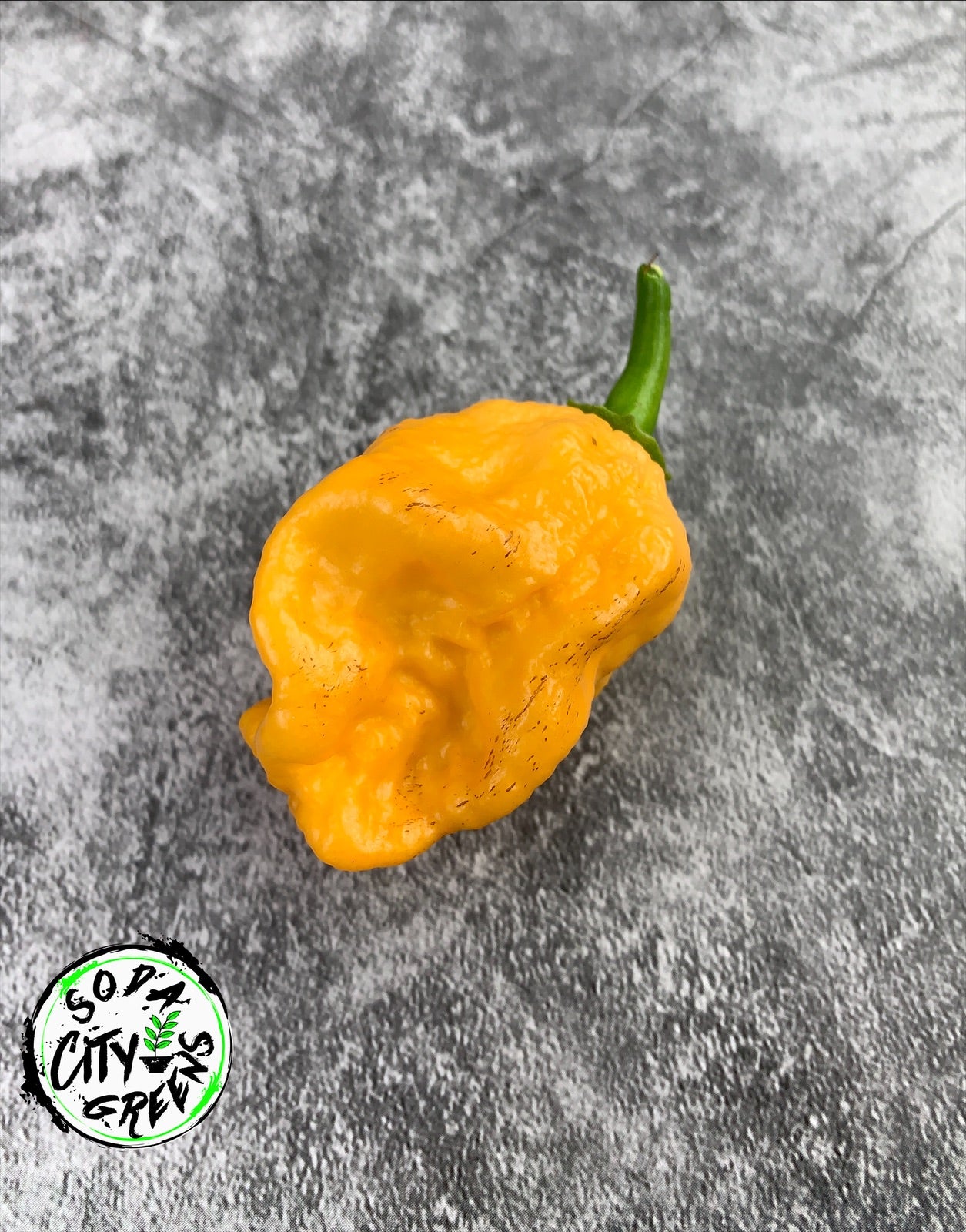 Pink Tiger Pepper Seeds
