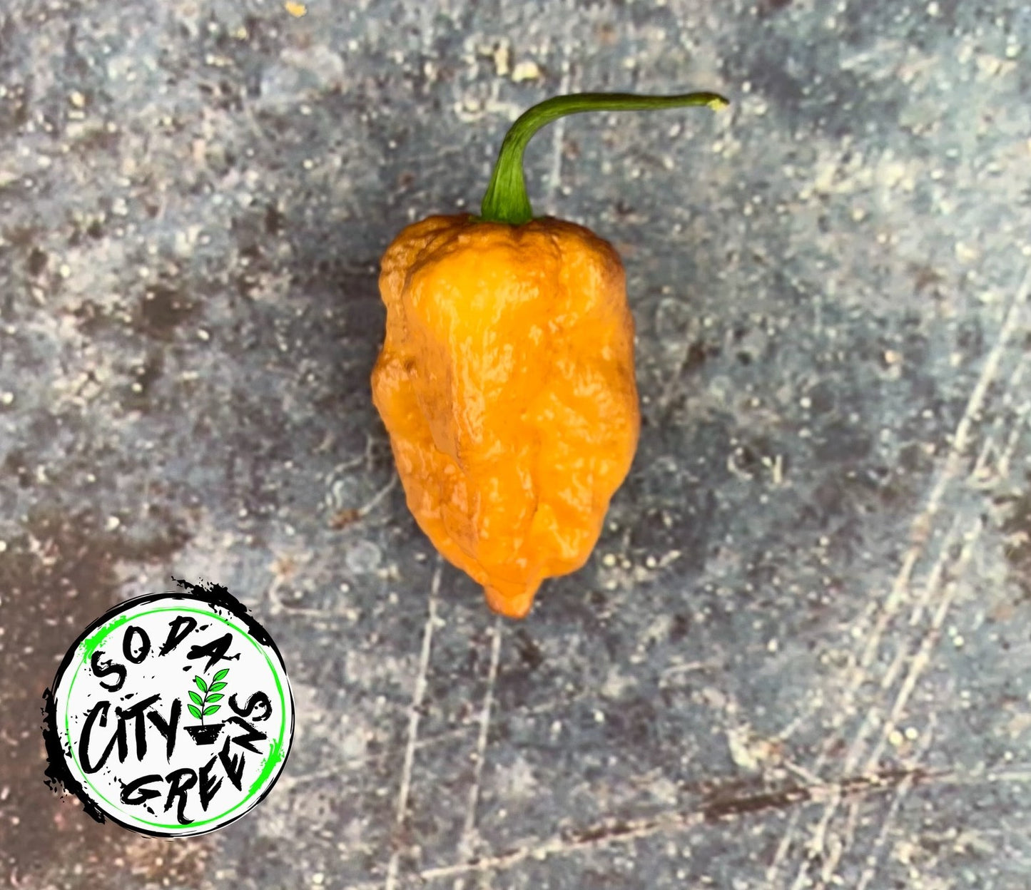 Pink Tiger Pepper Seeds