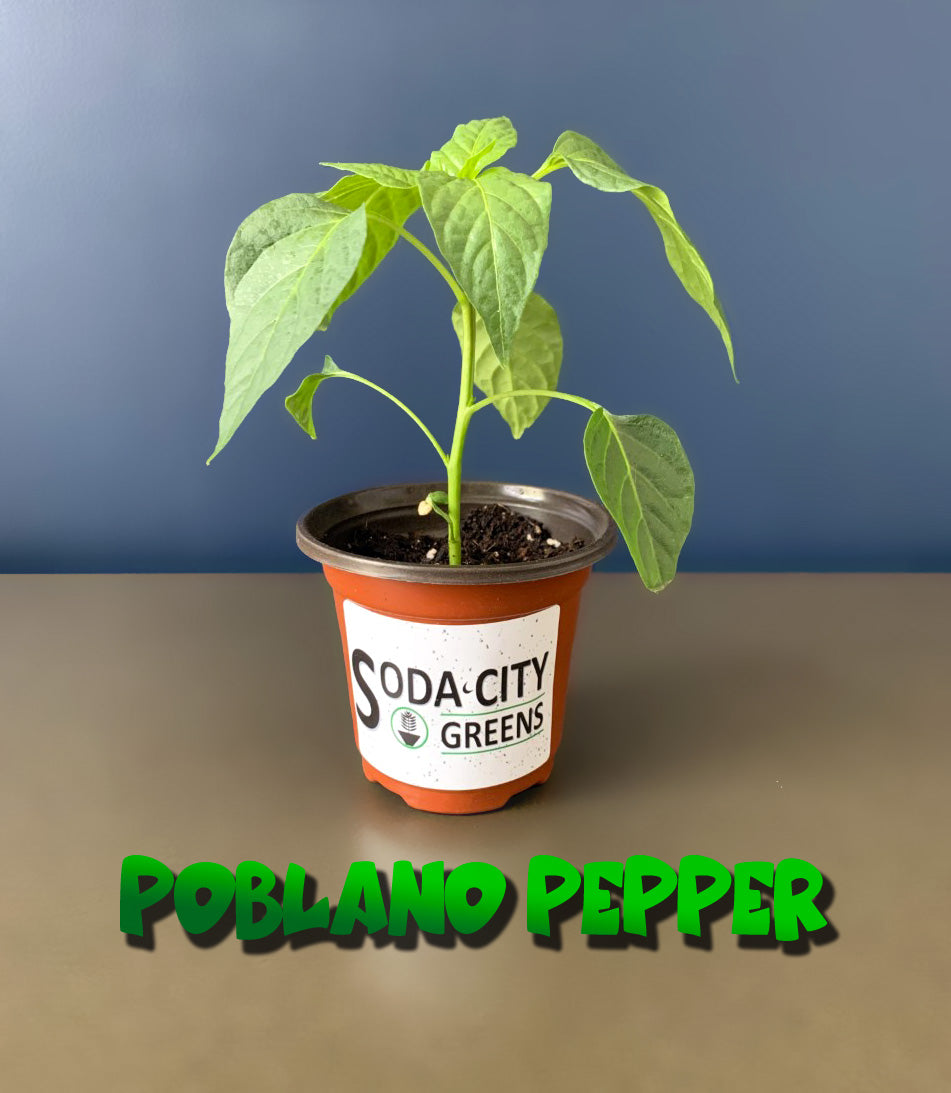 Poblano Pepper Seeds