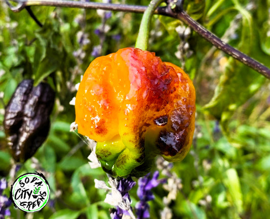 Pockmark Orange Pepper Seeds