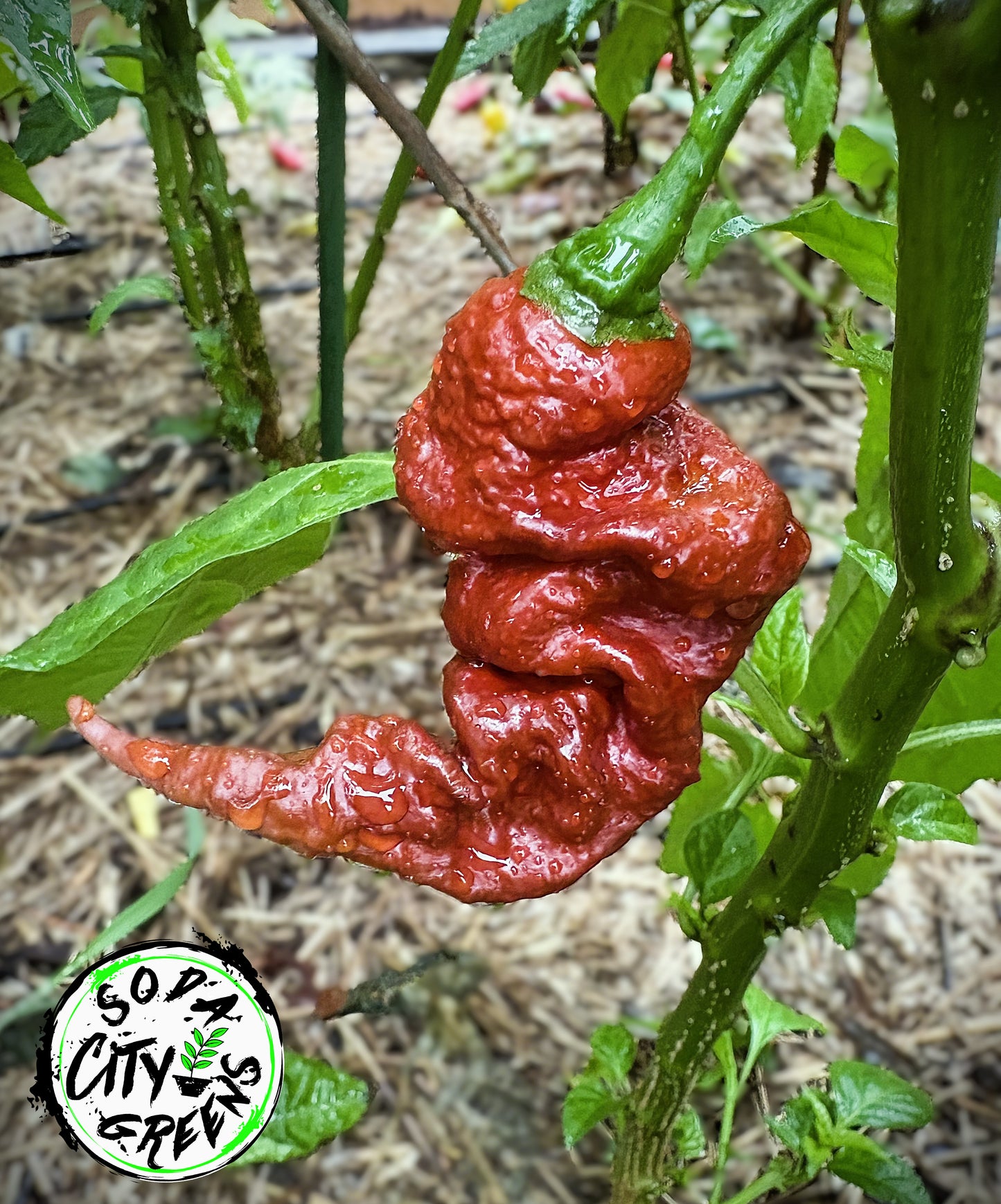 Chocolate Primotalii Pepper Seeds