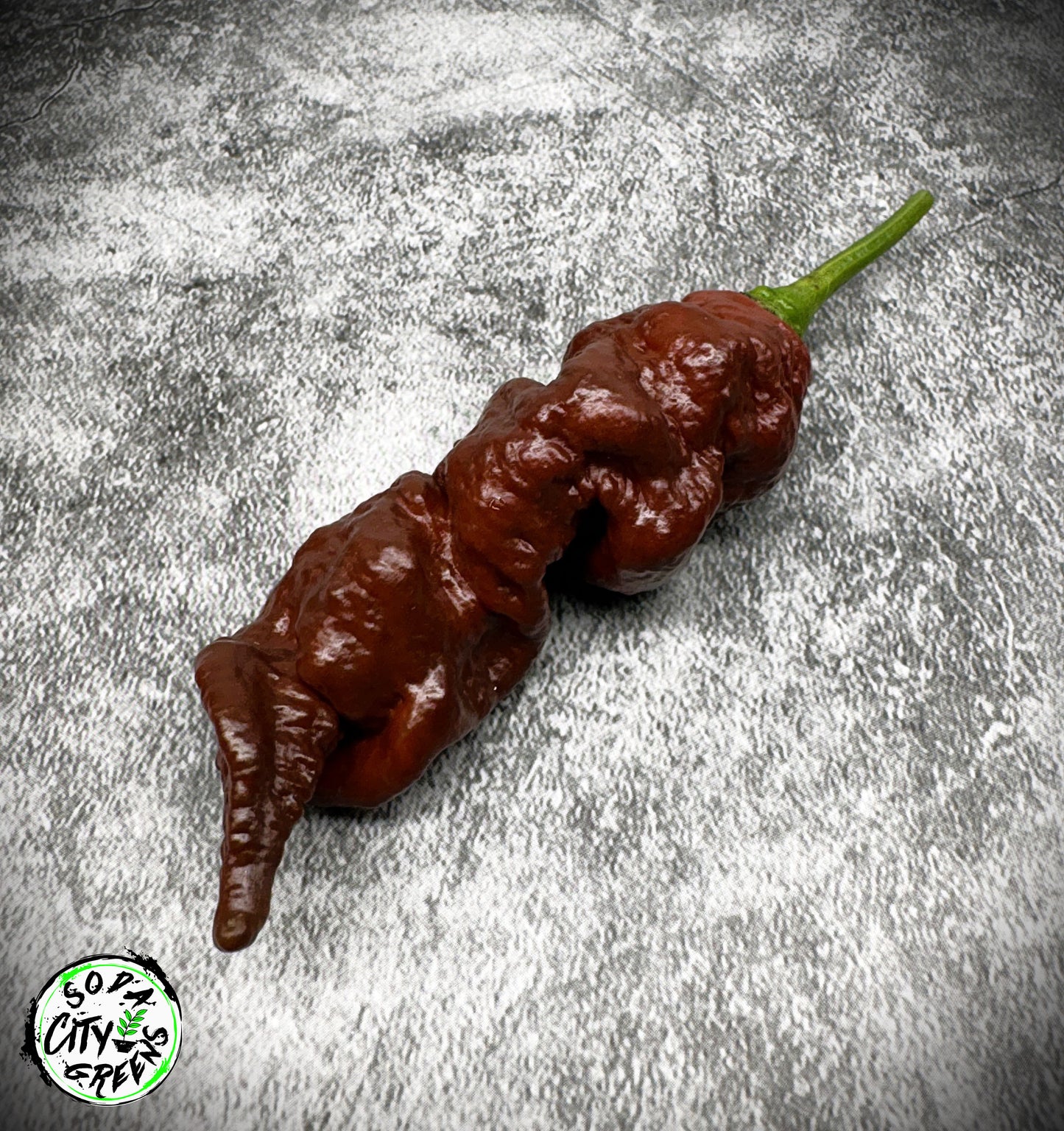 Chocolate Pepper Seed Variety Pack (You choose!)