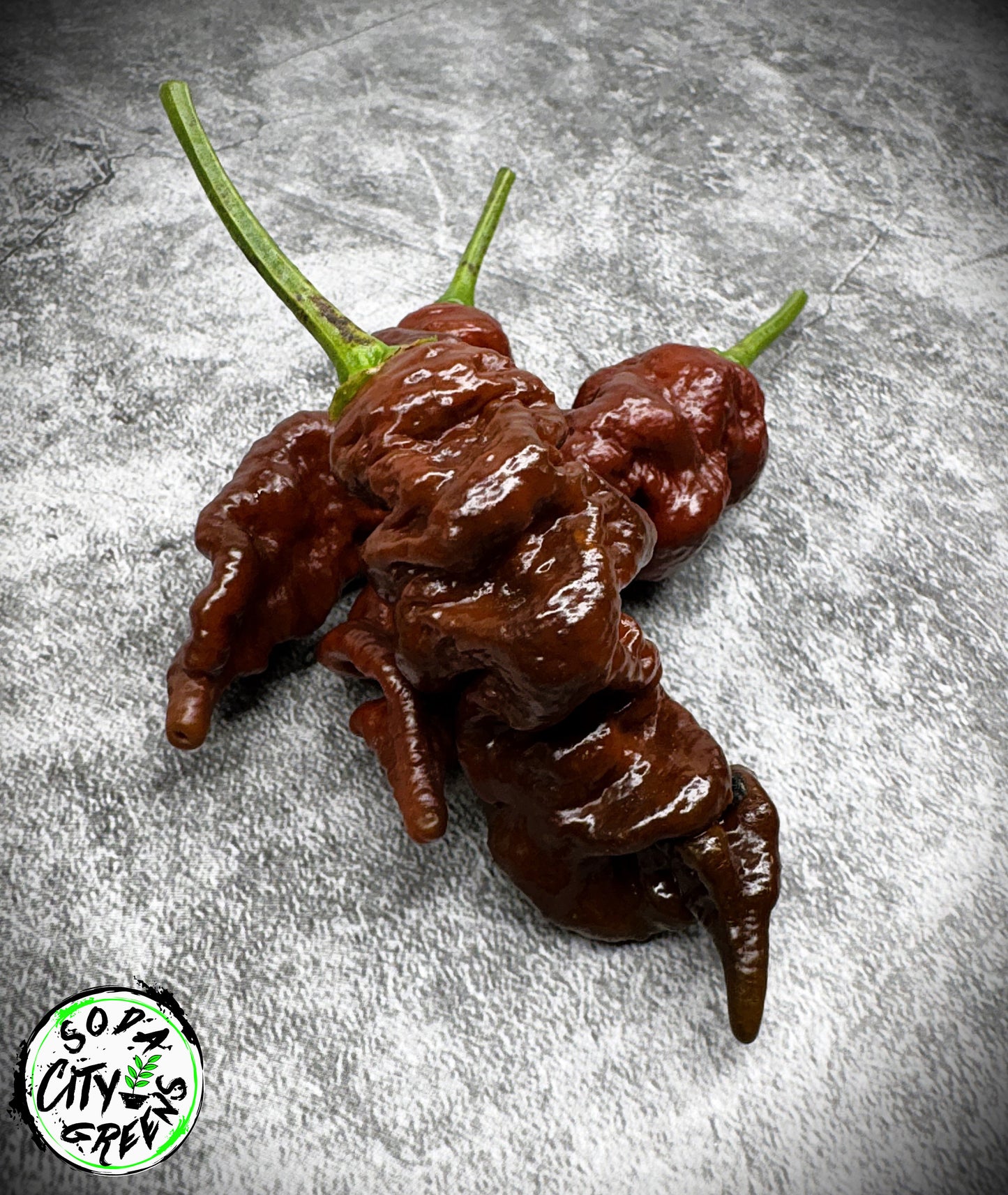 Chocolate Primotalii Pepper Seeds