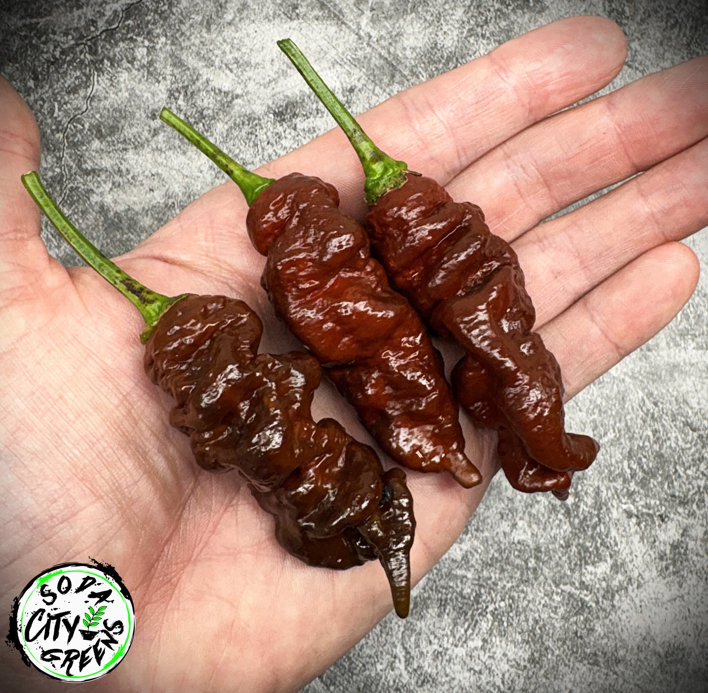 Chocolate Primotalii Pepper Seeds